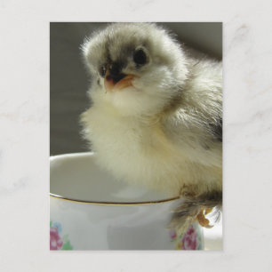 Blue Cochin Chick Postkarte
