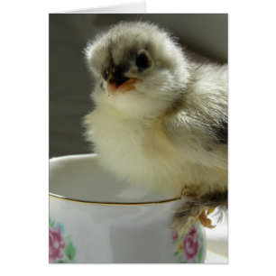 Blue Cochin Chick - Teacup