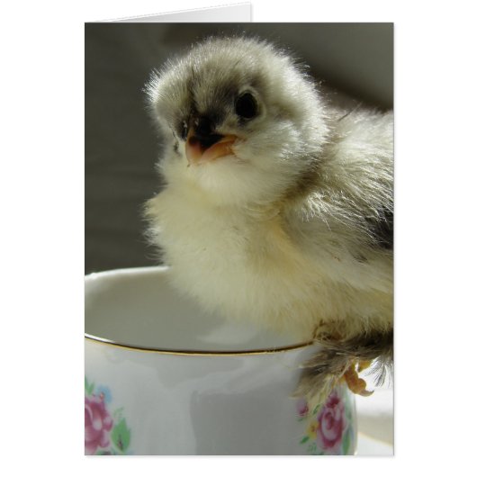 Blue Cochin Chick - Teacup (Vorne)