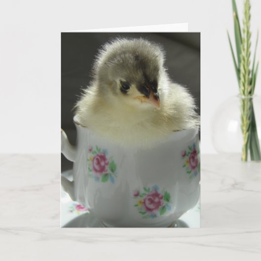 Blue Cochin Chick Teacup Karte (Vorderseite)