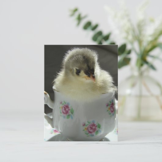 Blue Cochin Chick Teacup Postkarte (Stehend Vorderseite)
