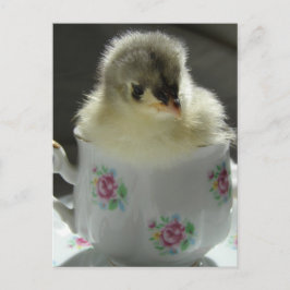 Blue Cochin Chick Teacup Postkarte