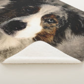 Blue Collie Sherpadecke (3/4)
