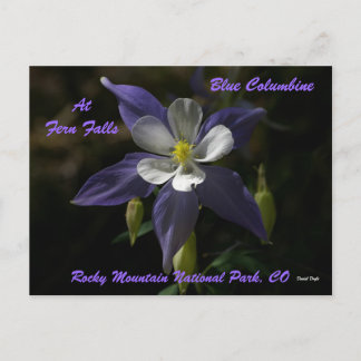 Blue Columbine at Fern Falls Postkarte