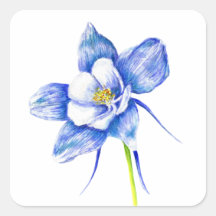 Blue Columbine Blume