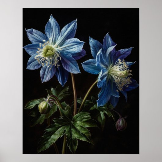 Blue Columbine Blumen Art Print Poster (Vorne)