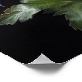 Blue Columbine Blumen Art Print Poster (Ecke)