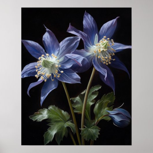 Blue Columbine Blumen Art Print Poster (Vorne)