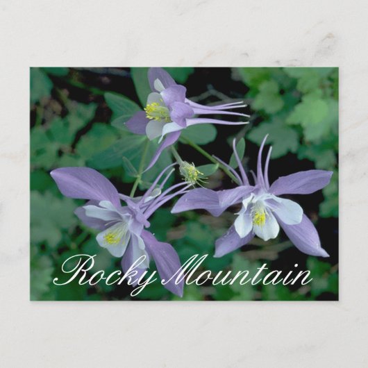 Blue Columbine, Rocky Mountain National Park Postkarte (Vorderseite)