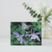 Blue Columbine, Rocky Mountain National Park Postkarte (Stehend Vorderseite)