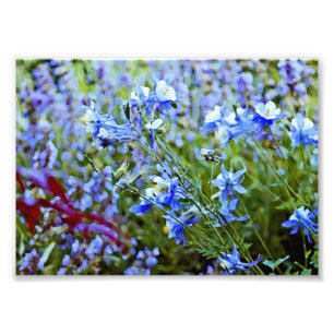 Blue Columbines - Blume Fotodruck