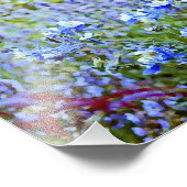 Blue Columbines - Blume Fotodruck (Ecke)