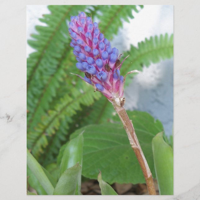 Blue Cone Bromeliad Blume (Vorderseite)