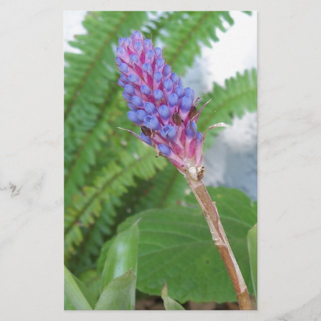 Blue Cone Bromeliad Blume (Vorderseite)