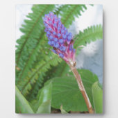 Blue Cone Bromeliad Blume Fotoplatte (Vorderseite)