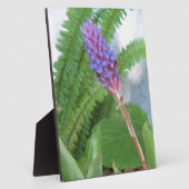 Blue Cone Bromeliad Blume Fotoplatte (Seite)