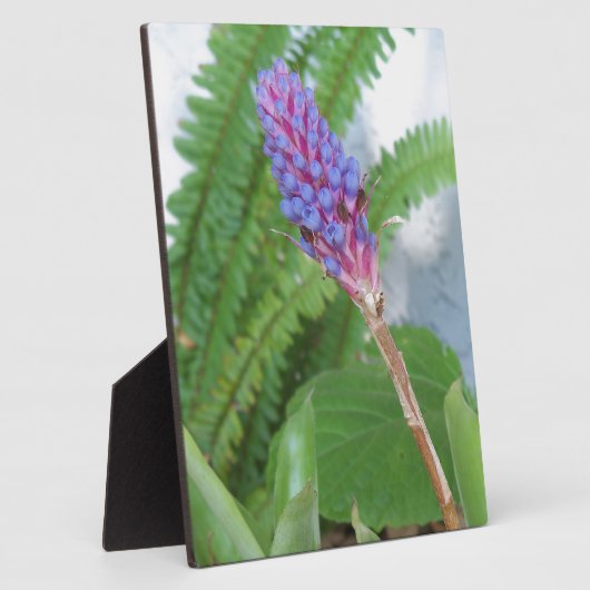 Blue Cone Bromeliad Blume Fotoplatte (Seite)