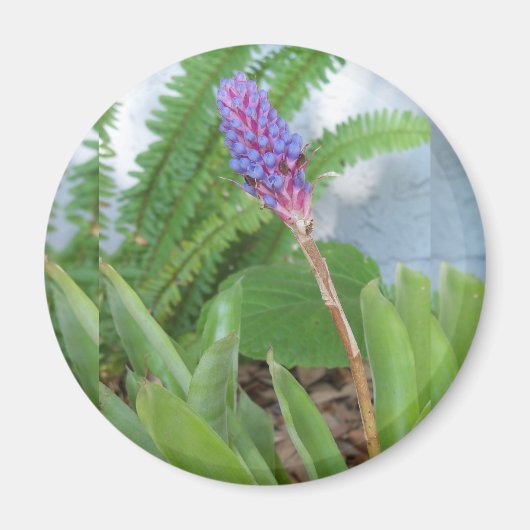 Blue Cone Bromeliad Blume Magnet (Vorne)