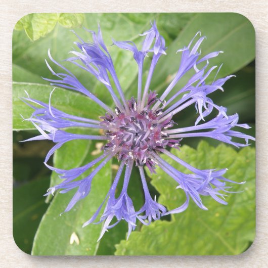 Blue Cornflower Cork Untersetzer (Vorderseite)