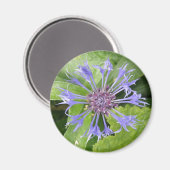 Blue Cornflower Magnet (Vorderseite/Rückseite)