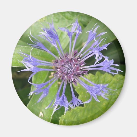 Blue Cornflower Magnet (Vorne)