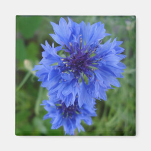 Blue Cornflower Magnet
