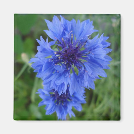Blue Cornflower Magnet (Vorne)