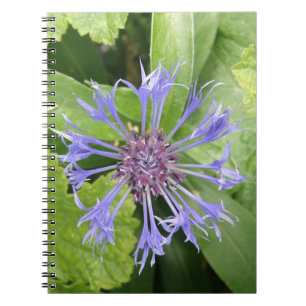 Blue Cornflower Notebook Notizblock