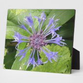 Blue Cornflower Plaque Fotoplatte (Seite)