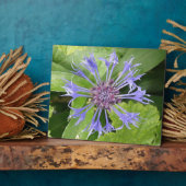 Blue Cornflower Plaque Fotoplatte (Seite)