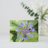 Blue Cornflower Postcard Postkarte (Stehend Vorderseite)