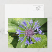 Blue Cornflower Postcard Postkarte (Vorne/Hinten)