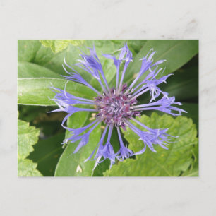 Blue Cornflower Postcard Postkarte