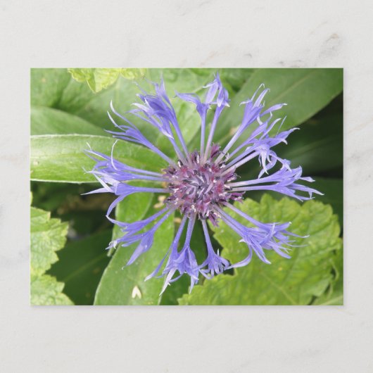 Blue Cornflower Postcard Postkarte (Vorderseite)