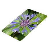 Blue Cornflower Premium Magnet (Linke Seite)
