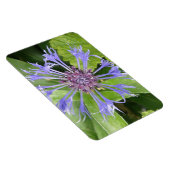 Blue Cornflower Premium Magnet (Rechte Seite)