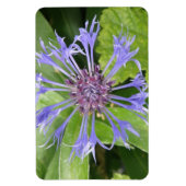 Blue Cornflower Premium Magnet (Vertikal)