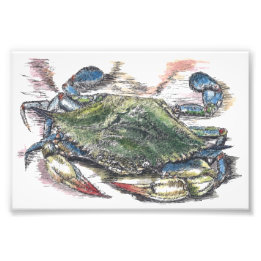 Blue Crab Art Foto Print