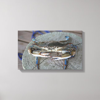 Blue Crab Chesapeake Bay Leinwand Art
