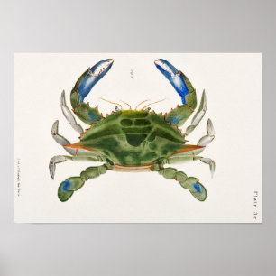 Blue Crab Illustration aus Zoologie von New York Poster