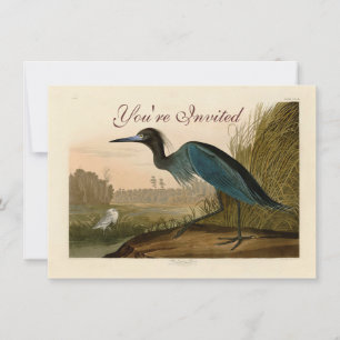 Blue Crane Heron Audubon Malerei Einladung