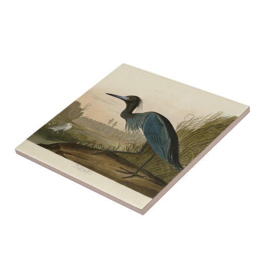 Blue Crane Heron Audubon Malerei Fliese (Seite)