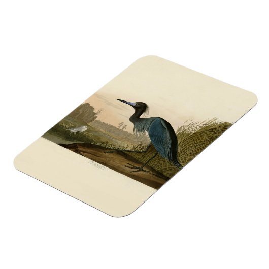 Blue Crane Heron Audubon Malerei Magnet (Linke Seite)