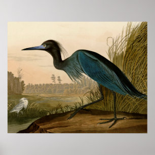 Blue Crane Heron Audubon Malerei Poster
