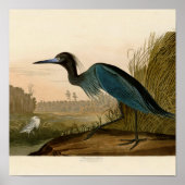 Blue Crane Heron Audubon Malerei Poster (Vorne)