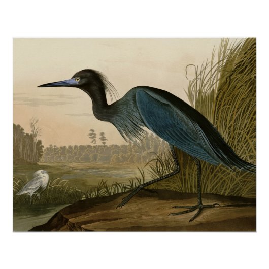 Blue Crane Heron Audubon Malerei Poster (Vorderseite)