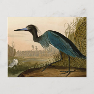 Blue Crane Heron Audubon Malerei Postkarte