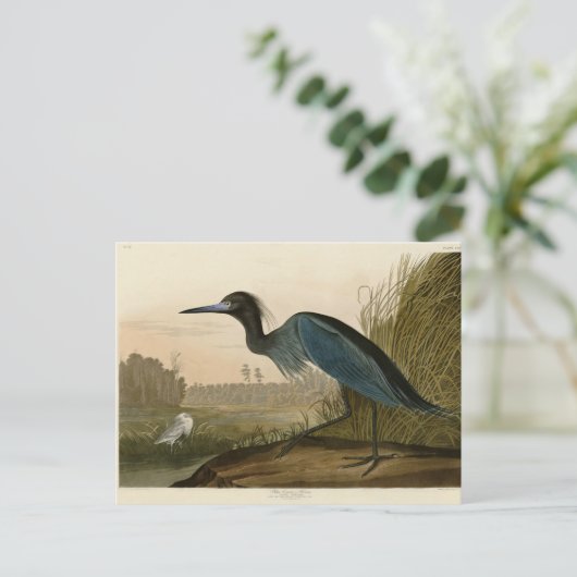 Blue Crane Heron Audubon Malerei Postkarte (Stehend Vorderseite)