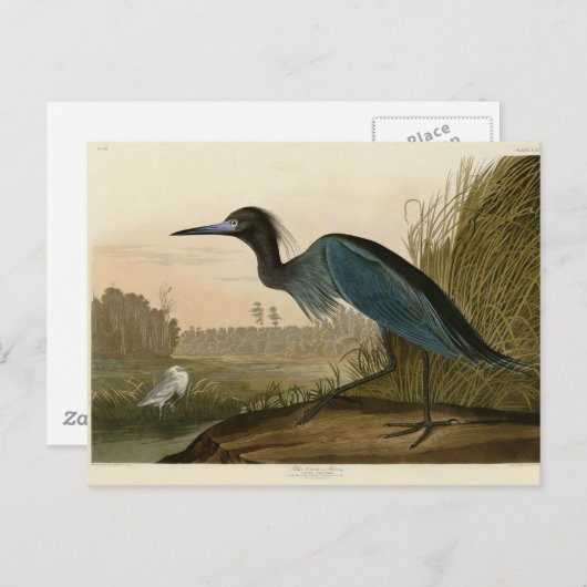 Blue Crane Heron Audubon Malerei Postkarte (Vorne/Hinten)