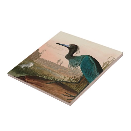 Blue Crane oder Heron Birds of America Audubon Pri Fliese (Seite)